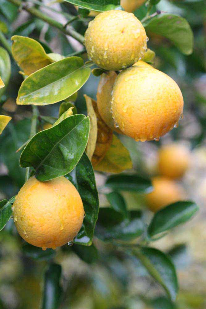            Fruit (Riverside, CA)   